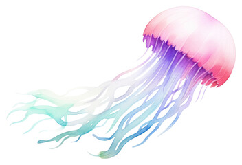 Fototapeta premium PNG Jellyfish invertebrate underwater tentacle.