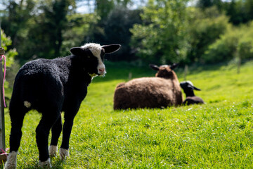 Cute black and white faced lamb, sheep stood bleating in a green grass field on a spring day....