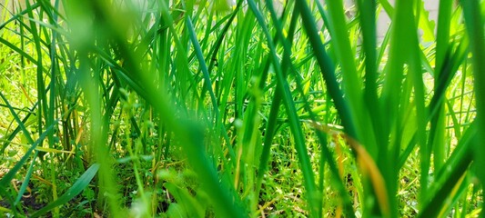 Fresh green spring grass fills the frame, with a blurred background enhancing the natural beauty. A...