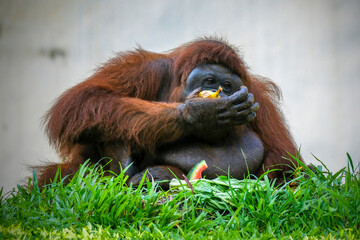 An adult ape called an orangutan is holding his fruit food 