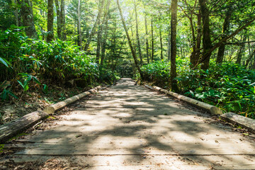 Fototapeta premium 自然豊かな新緑の森を抜ける木道【環境イメージ】 The road through a fresh green forest rich in nature