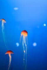 jellyfish in the blue water