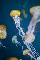 jellyfish in the blue water