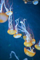 jellyfish in the blue water