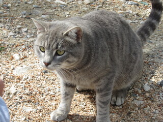 Obraz premium gato