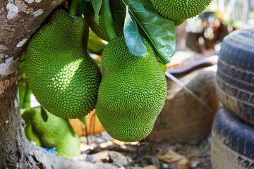 Close-up of Jackfruit hanging on tree