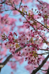 Blooming sakura blossoms under the setting sun