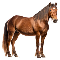 Fototapeta premium PNG Colorado Ranger horse stallion mammal animal