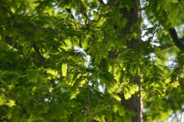 Pine leaves blowing in the wind under the sun