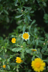Flowering chrysanthemum growing lushly