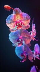 Purple orchid flower on black background with petals in focus