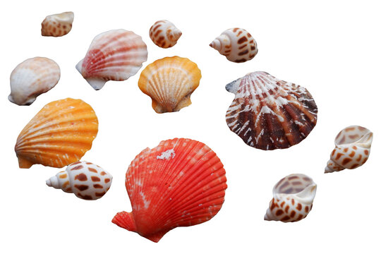 Colorful seashells collection. Set of Seashells png. ocean design elements.