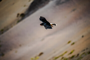 2023 8 24 Peru eagles 23