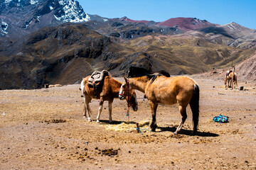 2023 8 24 Peru horses 42