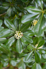 bee on flower of Oleander