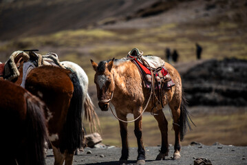 2023 8 24 Peru horses 48