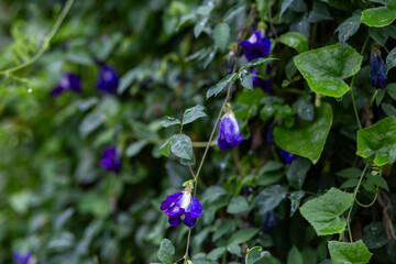 selective focus blue butterfly pea flower Green leaf nature background in the rainy season