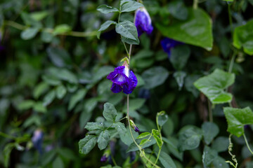 selective focus blue butterfly pea flower Green leaf nature background in the rainy season