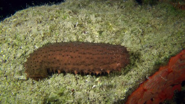 A brown caterpillar-like Sea cucumber cotton-spinner (Holothuria sanctori) slowly stretches out, medium shot.