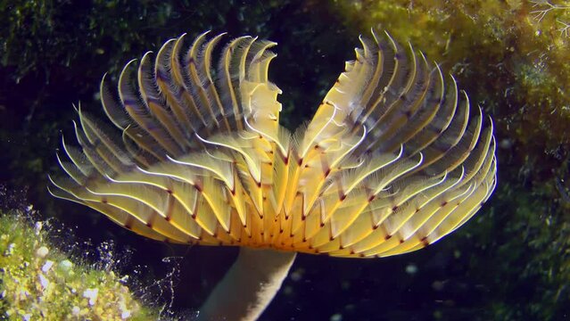 The flow of water sways the corolla of brightly colored tentacles of the Polychaete Peacock worm (Sabella pavonina), close-up.