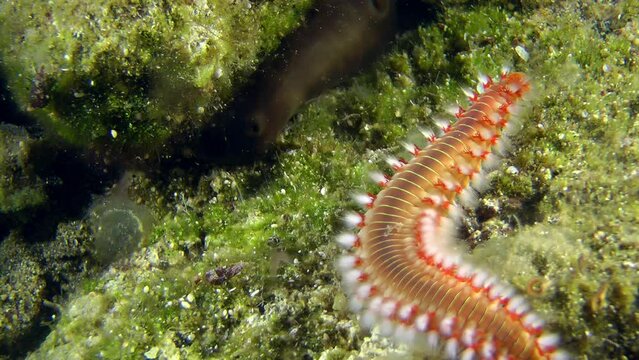 The poisonous polychaete Bearded fireworm (Hermodice carunculata) is looking for a way on the seabed, close-up.