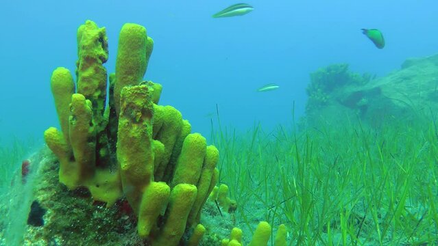 Picturesque underwater landscape: sea fish against the backdrop of a large Yellow tube sponge bush and blue water column.