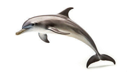 Delphin isoliert auf weißen Hintergrund, Freisteller