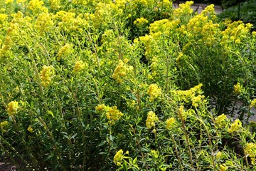 yellow flowers of  Euphorbia Palustris wild plant at spring