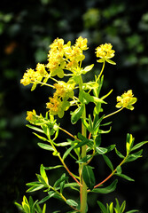 yellow flowers of  Euphorbia Palustris wild plant at spring