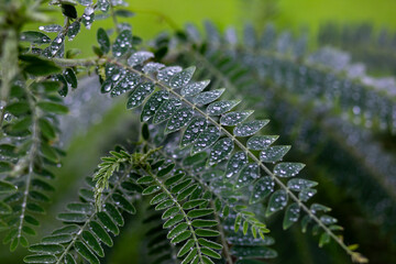 Green leaves soaked with rainwater During the time that the rainy season has just entered