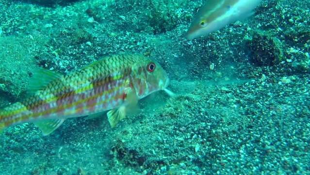 Commercial fish Red mullet (Mullus barbatus) digs the sandy bottom in search of food, close-up.
