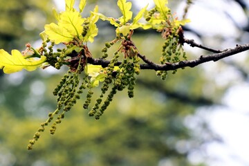 Quercus robur-oak tree blossoming at spring close up