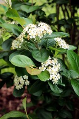 blossoming  Aronia Melanocarpa at spring close up