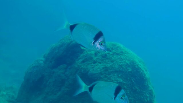 Underwater landscape: several marine fish Common two-banded sea bream (Diplodus vulgaris) swims slowly against the backdrop of a rocky seabed, close up.