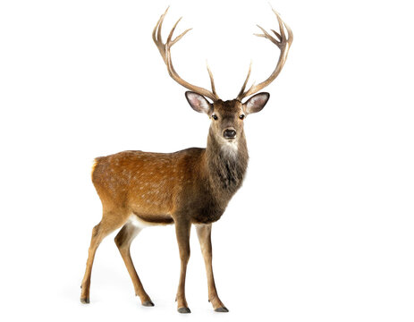 Hirsch mit Geweih auf vier beinen isoliert auf wei&szlig;en Hintergrund, Freisteller 