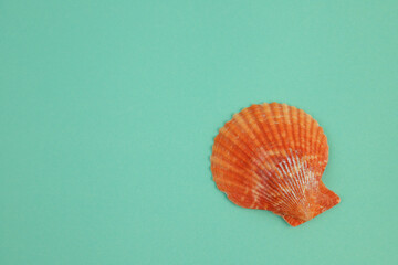 orange shell on a gentle green-blue background