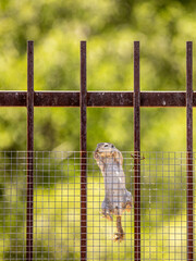 Special ops forces on a mission with a prairie dog thief in the Arizona desert