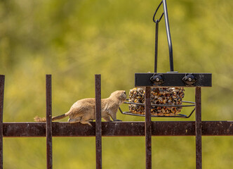 Special ops forces on a mission with a prairie dog thief in the Arizona desert