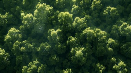 Fototapeta premium Sunlit Aerial View of Dense Green Forest.