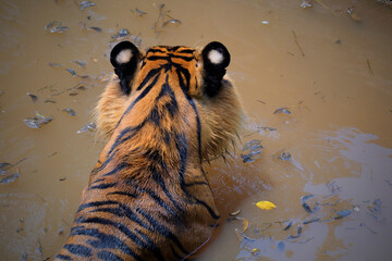 tiger in the river