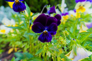 iris flowers in the garden