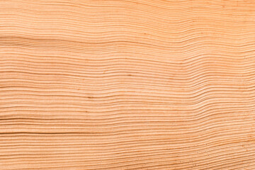 Background of dried palm frond, close up.