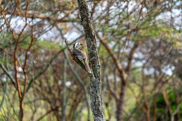 Ethiopia, female Hornbill bird in South  Ethiopia