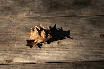 Fallen leaf, dry and colored