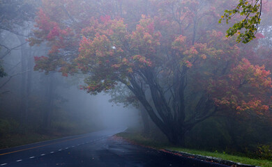 Fall leaves in a morning fog