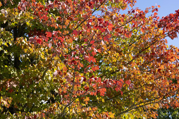 Colorful fall leaves