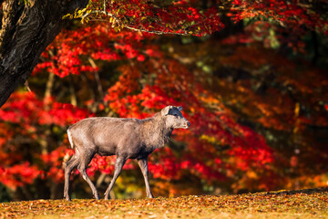 秋の奈良公園は鹿と紅葉が見れる観光地