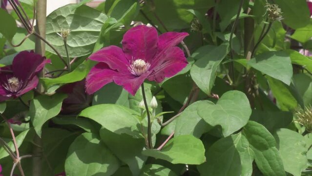 bindweed plant with beautiful burgundy color flowers. cloudy day. close up