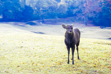 草原を歩く奈良公園のシカ