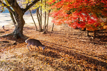 秋の奈良公園は鹿と紅葉が見れる観光地